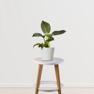 Philodendron Birkin air-purifying plant
